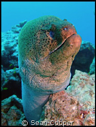 Giant Moray by Sean Cooper 